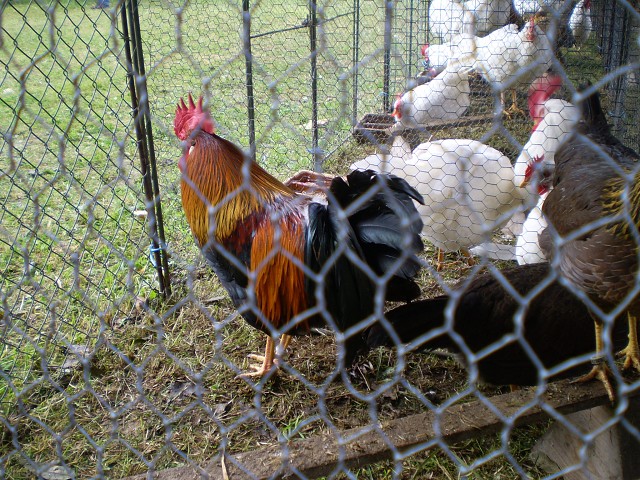 obrázek