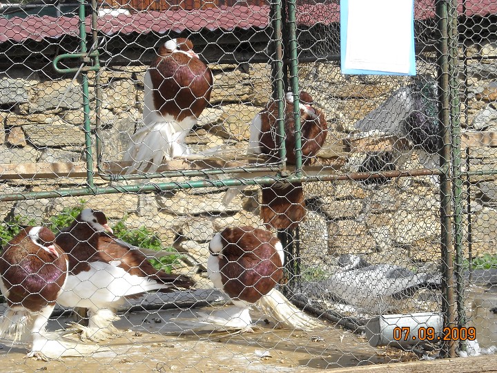 img00050.jpg