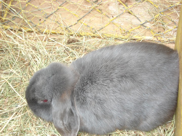 img00006.jpg