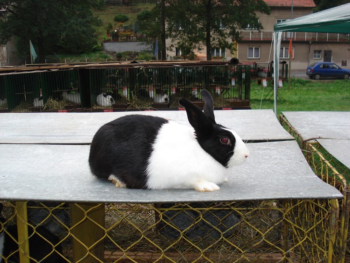 img00008.jpg