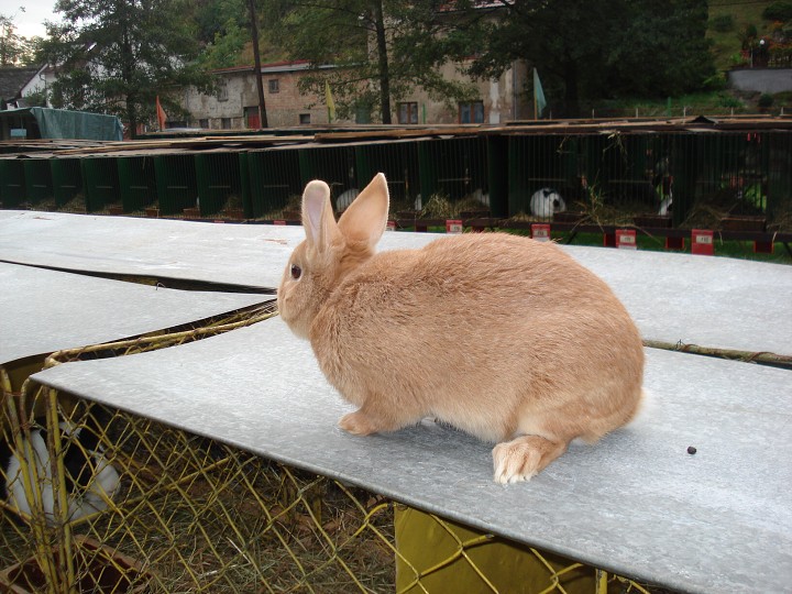 img00009.jpg