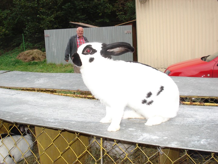 img00017.jpg