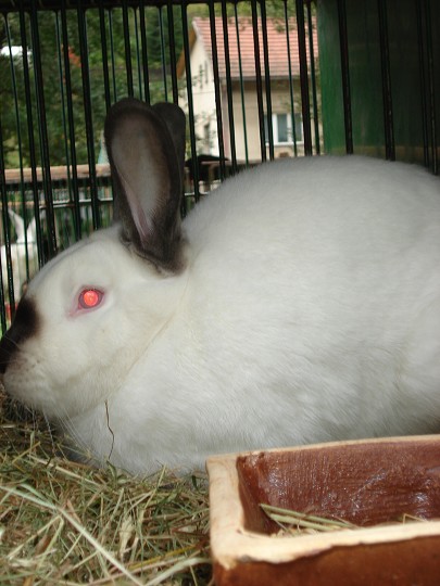 img00020.jpg