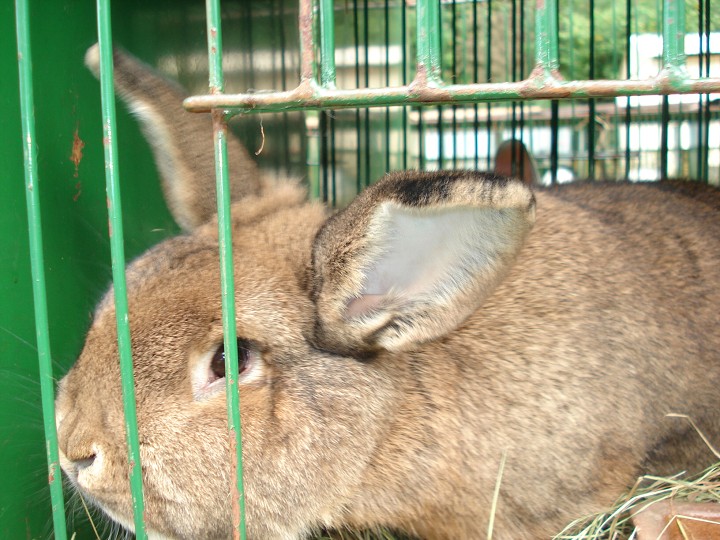img00029.jpg