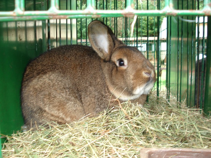 img00030.jpg