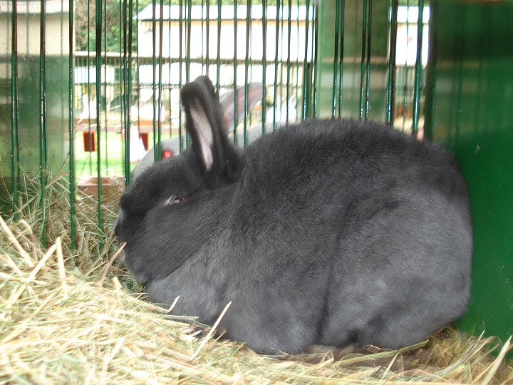 img00031.jpg
