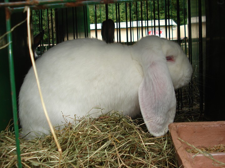 img00035.jpg
