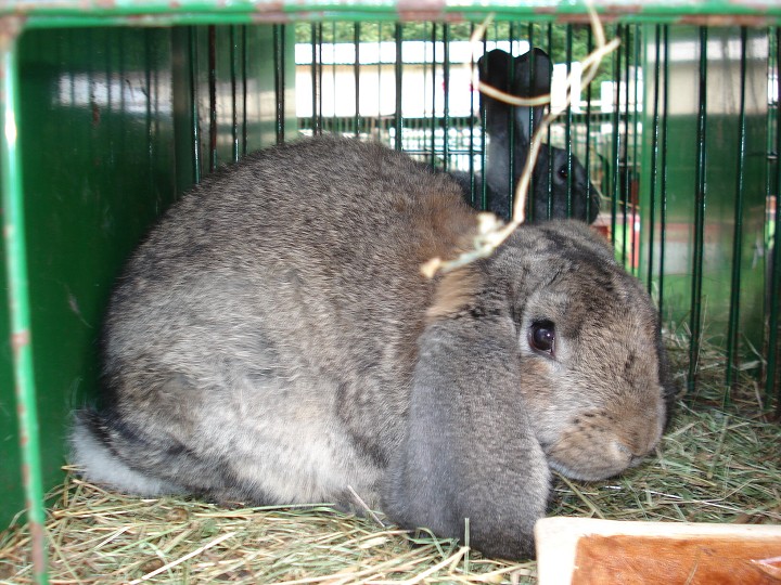 img00036.jpg