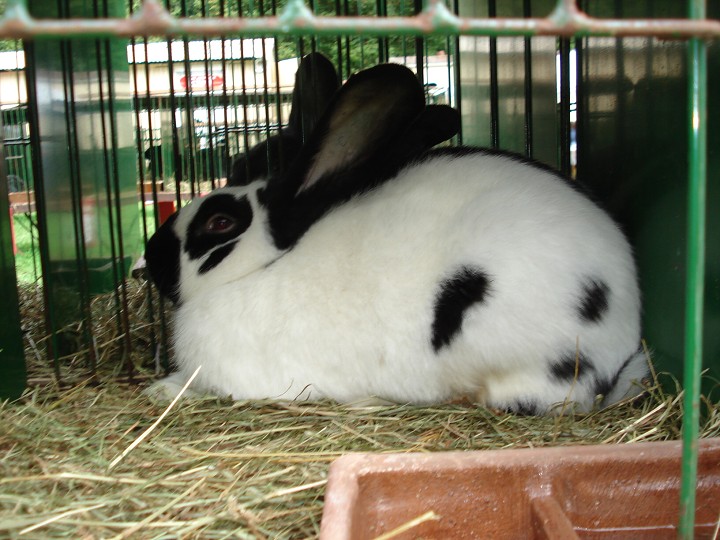 img00037.jpg