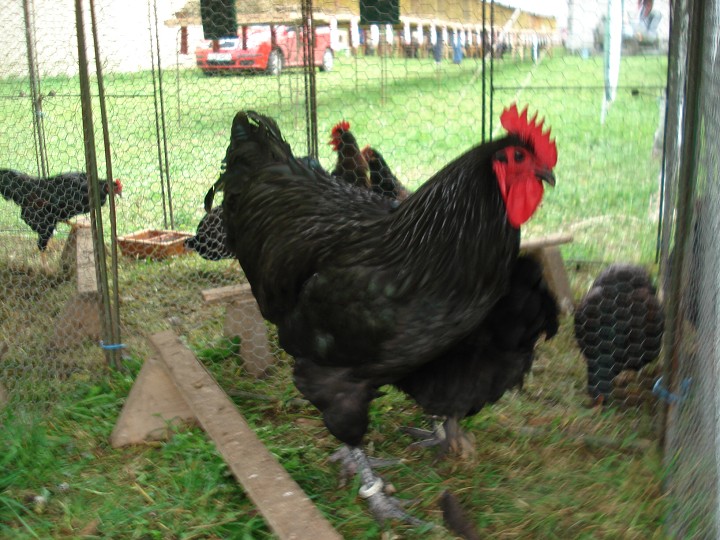 img00038.jpg
