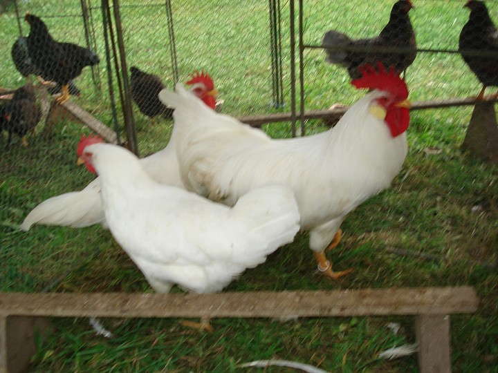 img00041.jpg