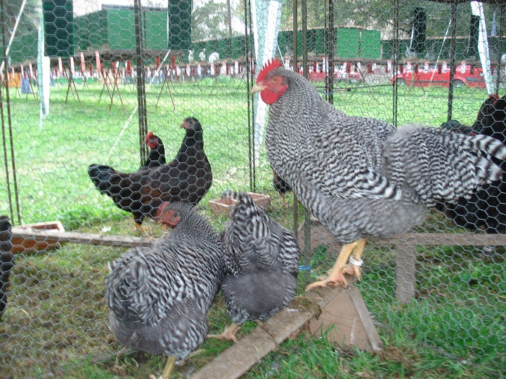 img00043.jpg