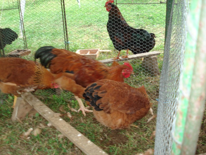 img00044.jpg