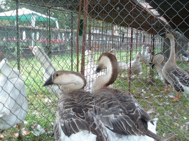 img00048.jpg