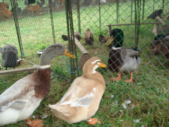 img00050.jpg