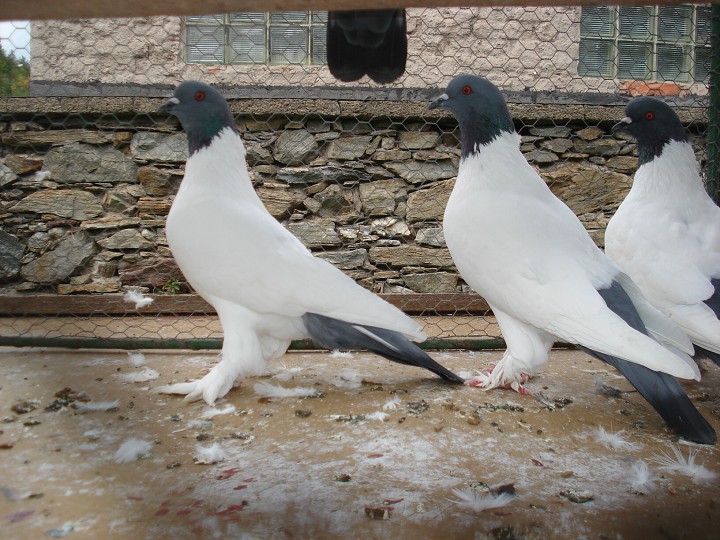 img00052.jpg