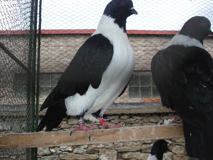 img00053.jpg