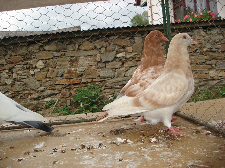 img00066.jpg