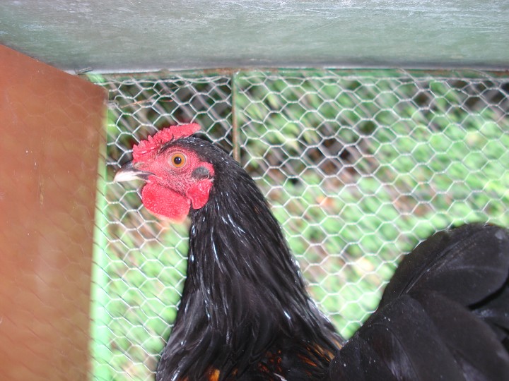 img00067.jpg
