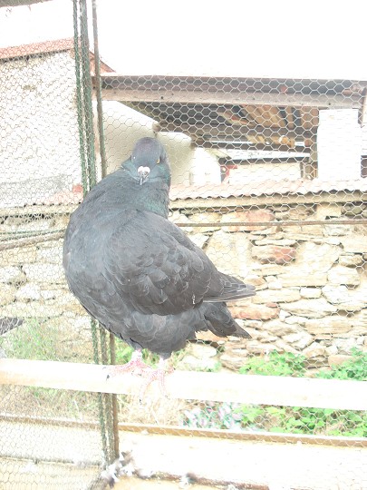 img00100.jpg