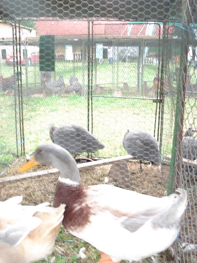 img00105.jpg
