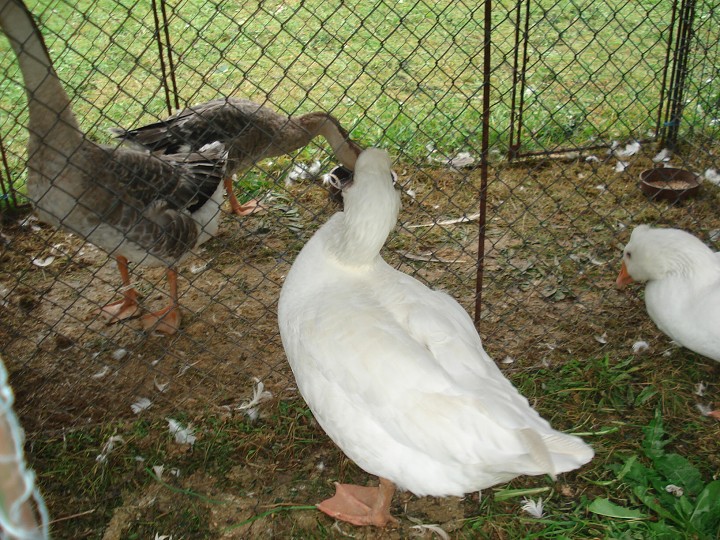 img00112.jpg
